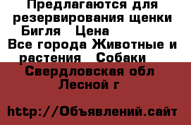 Предлагаются для резервирования щенки Бигля › Цена ­ 40 000 - Все города Животные и растения » Собаки   . Свердловская обл.,Лесной г.
